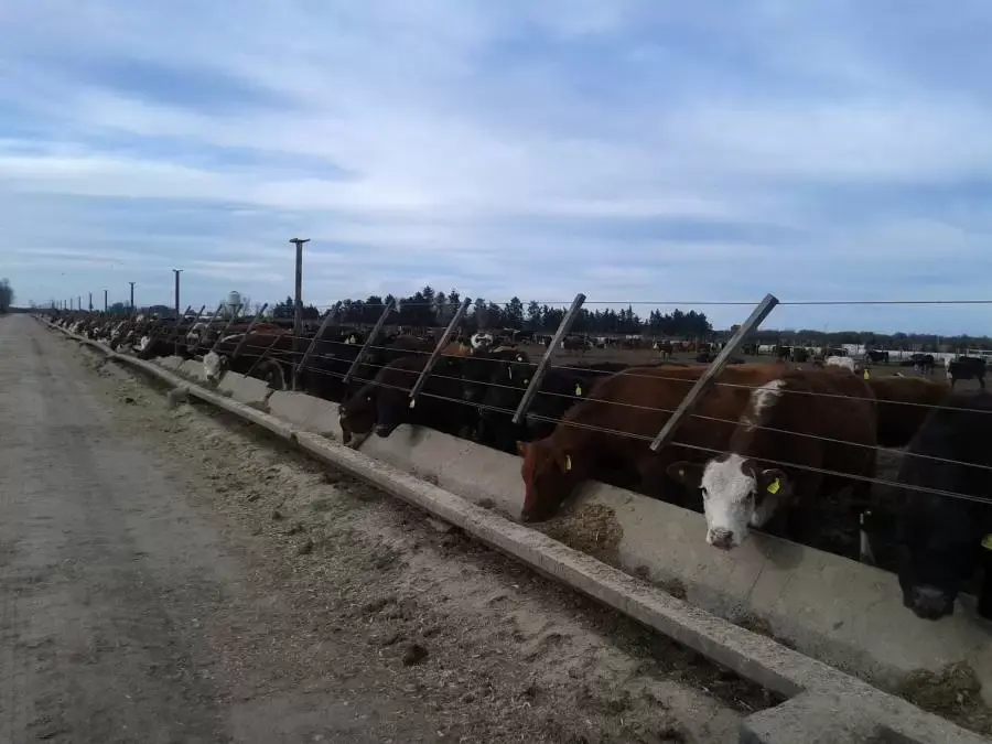  Ganado bovino de diferentes colores alimentándose en comederos de concreto a lo largo de una cerca con alambrado, en instalación ganadera bajo cielo nublado