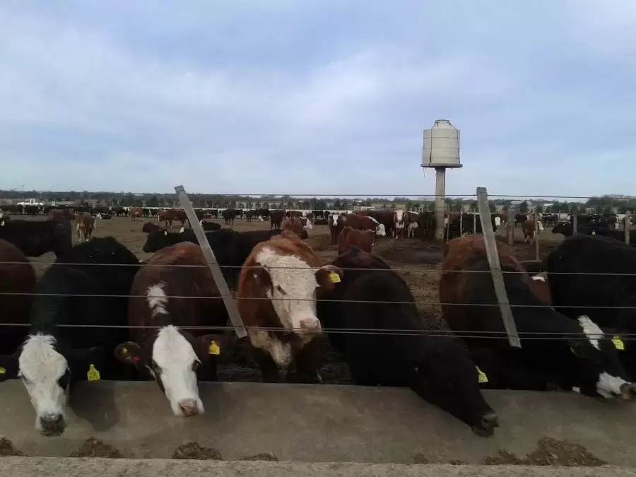  Ganado bovino con caravanas amarillas alimentándose en comederos de concreto, con tanque de agua elevado visible al fondo en establecimiento ganadero